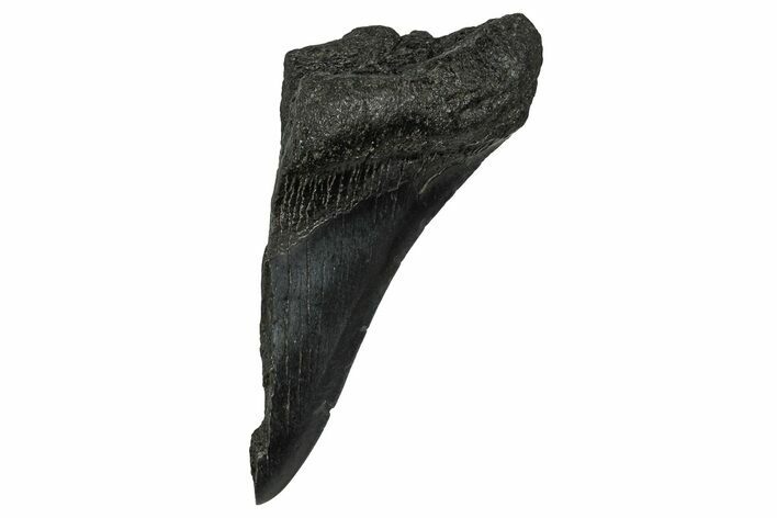 Partial Fossil Megalodon Tooth - South Carolina #356886